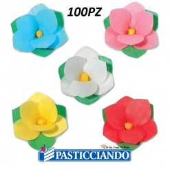  Selling on-line of Peonia in ostia per colore 100pz  